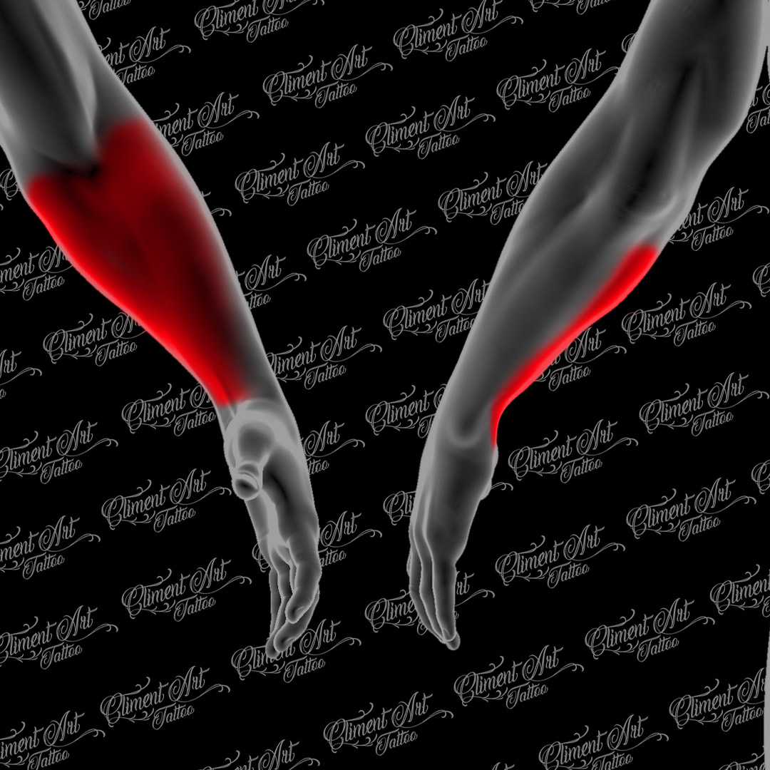 Brazo | Antebrazo interior