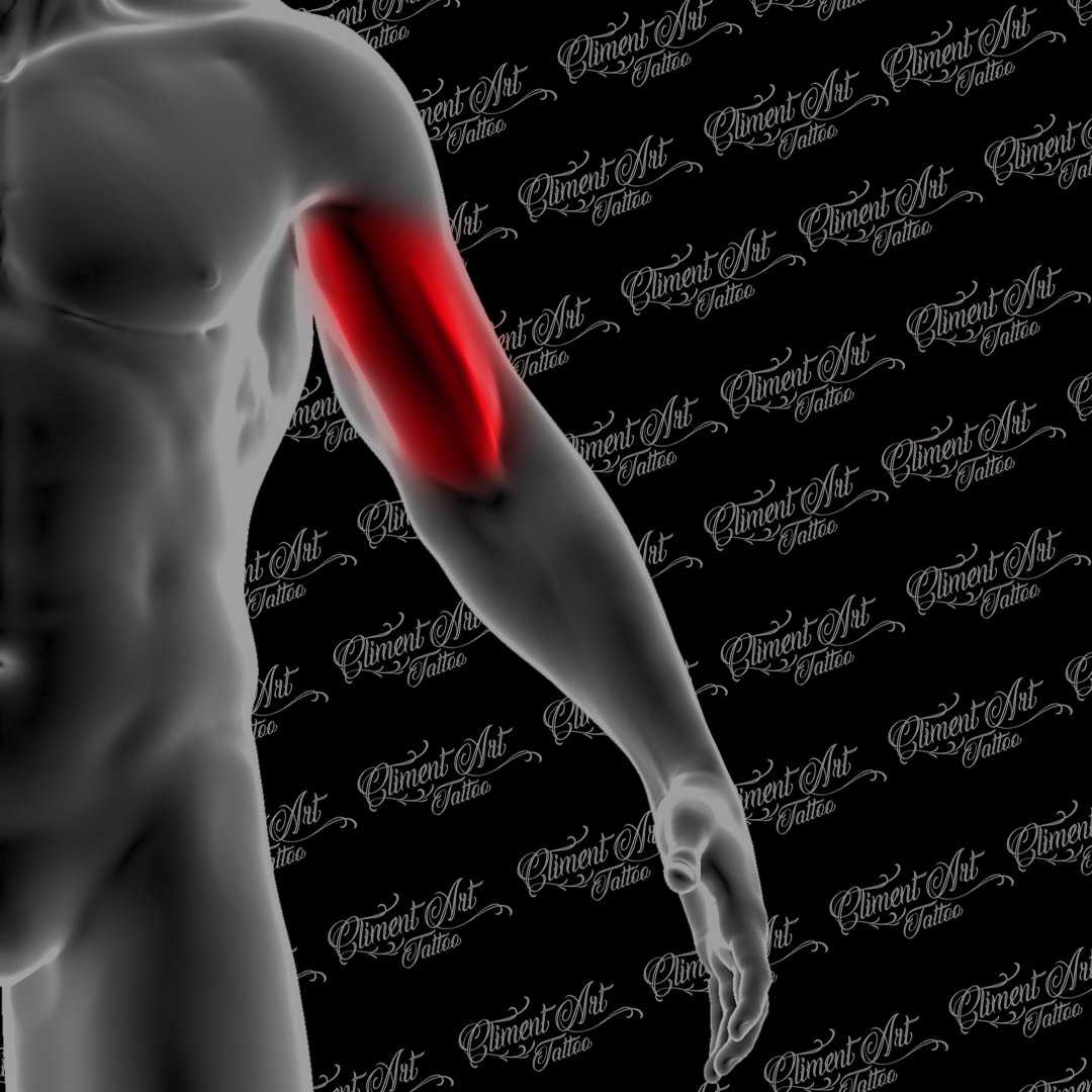 Brazo- Biceps interior